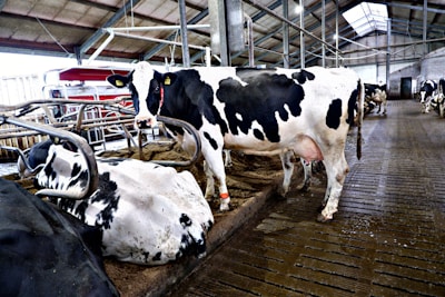A group of imported cows resting comfortably in a clean, well-maintained barn.