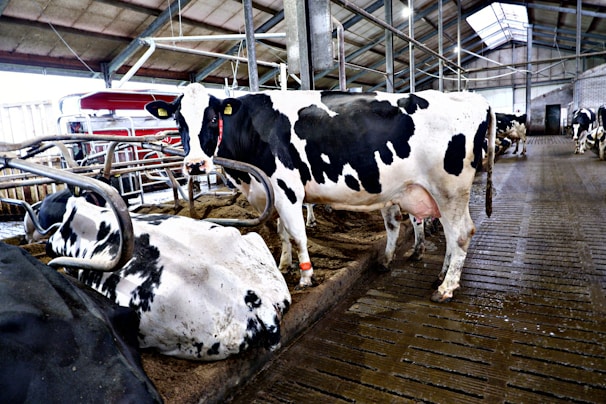 A dairy farm scene showing cows being milked with modern equipment and attentive care.