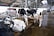 Several black and white cows are situated in a barn with a structured ceiling and concrete flooring. Some cows are lying down while others are standing near metallic fence structures. The environment appears to be a typical dairy farm setup with signs of cleanliness and maintenance.