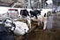 Several black and white cows are situated in a barn with a structured ceiling and concrete flooring. Some cows are lying down while others are standing near metallic fence structures. The environment appears to be a typical dairy farm setup with signs of cleanliness and maintenance.