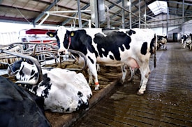 Several black and white cows are situated in a barn with a structured ceiling and concrete flooring. Some cows are lying down while others are standing near metallic fence structures. The environment appears to be a typical dairy farm setup with signs of cleanliness and maintenance.