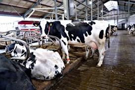 Several black and white cows are situated in a barn with a structured ceiling and concrete flooring. Some cows are lying down while others are standing near metallic fence structures. The environment appears to be a typical dairy farm setup with signs of cleanliness and maintenance.
