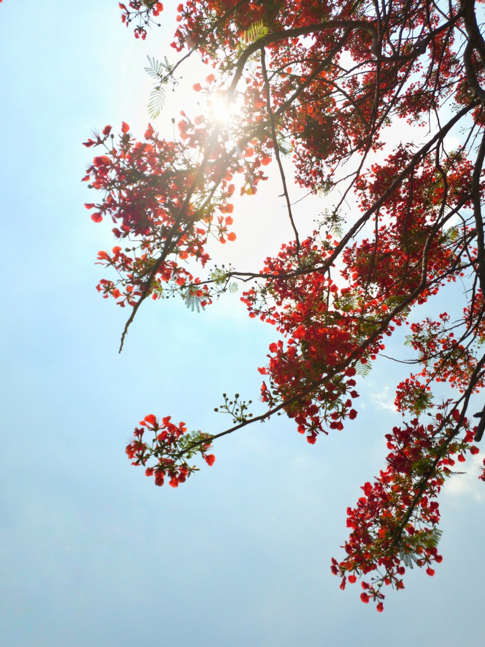 pink and white leaves tree under blue sky