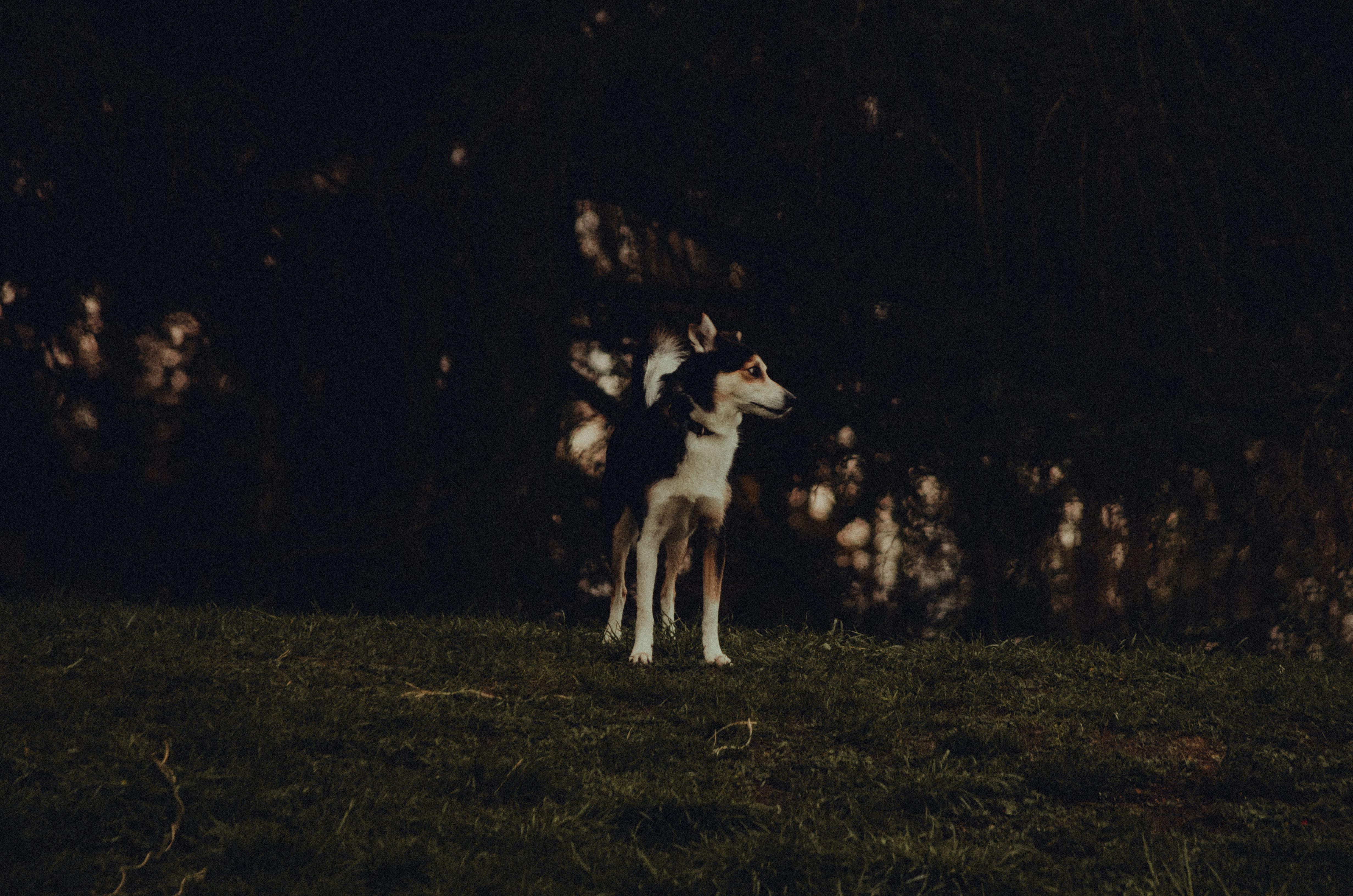 white and black short coat dog standing on grass field during night time