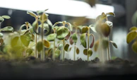 Sunlight filtering through leaves onto rows of young seedlings nurtured with care.