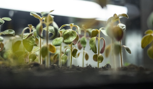 Young seedlings with small green leaves and thin stems are sprouting from dark soil. They are illuminated by a soft light from above, creating a serene and hopeful atmosphere.