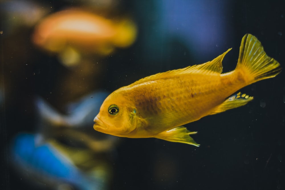 yellow and white fish in water