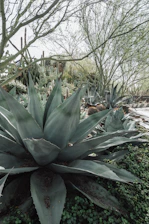 A lush desert garden filled with various types of cacti and succulents. Prominent in the foreground is a large agave plant with thick, fleshy leaves. Surrounding it are different species of cacti, including prickly pears and tall, columnar varieties. In the background, sparse trees with thin branches create a natural canopy.