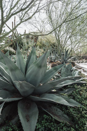 A lush desert garden filled with various types of cacti and succulents. Prominent in the foreground is a large agave plant with thick, fleshy leaves. Surrounding it are different species of cacti, including prickly pears and tall, columnar varieties. In the background, sparse trees with thin branches create a natural canopy.