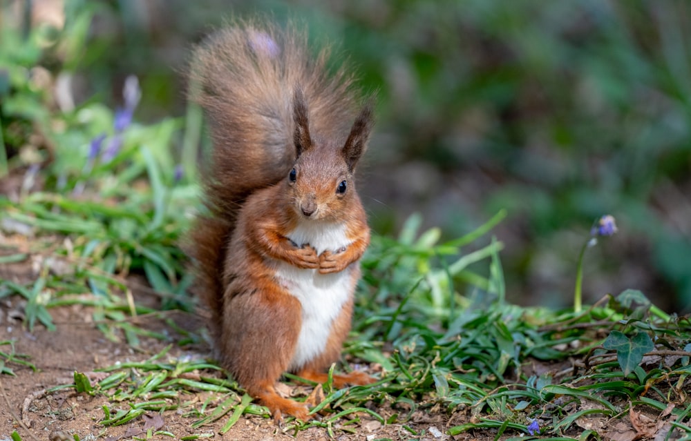 Braunes Eichhörnchen auf grünem Gras tagsüber