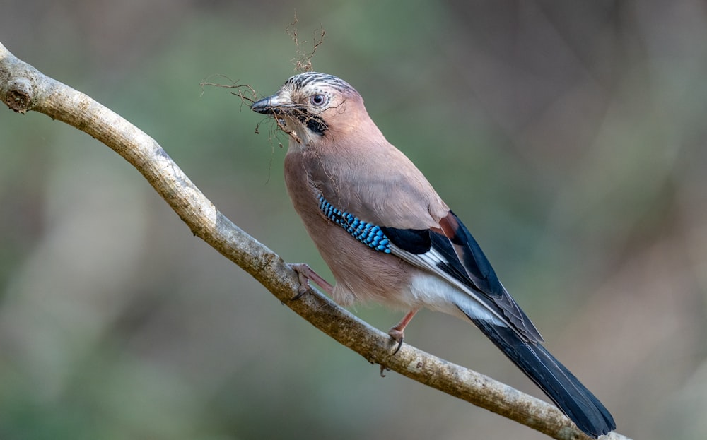 茶色の木の枝にとまった青と白の鳥