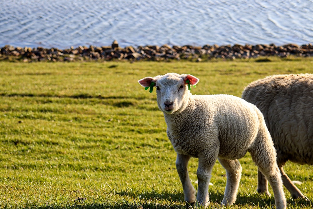 white sheep on green grass field during daytime