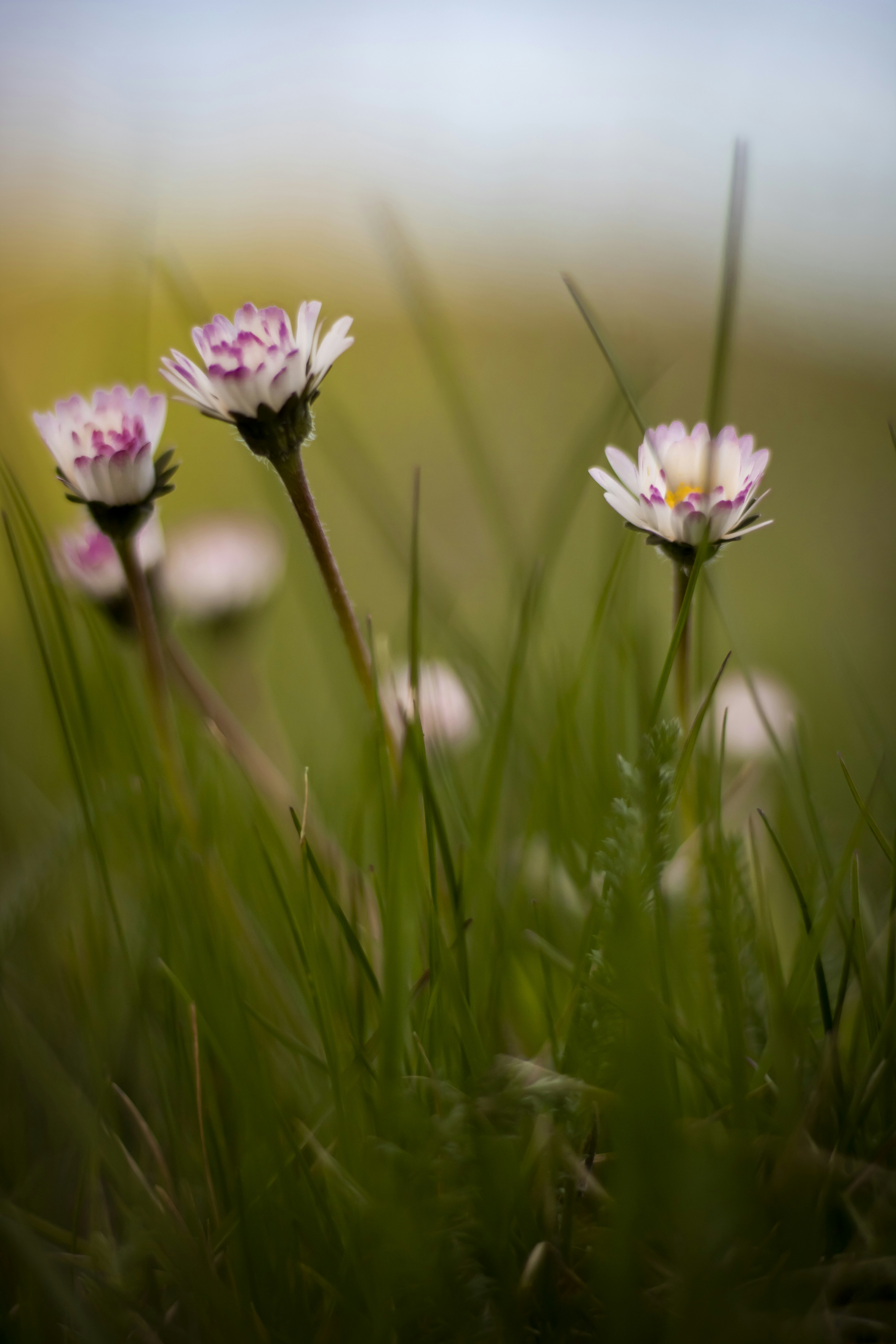 Photo by ovidiugruescu