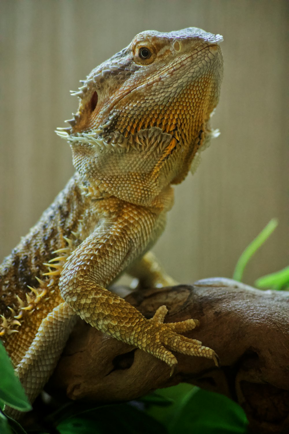 brown bearded dragon on brown tree branch
