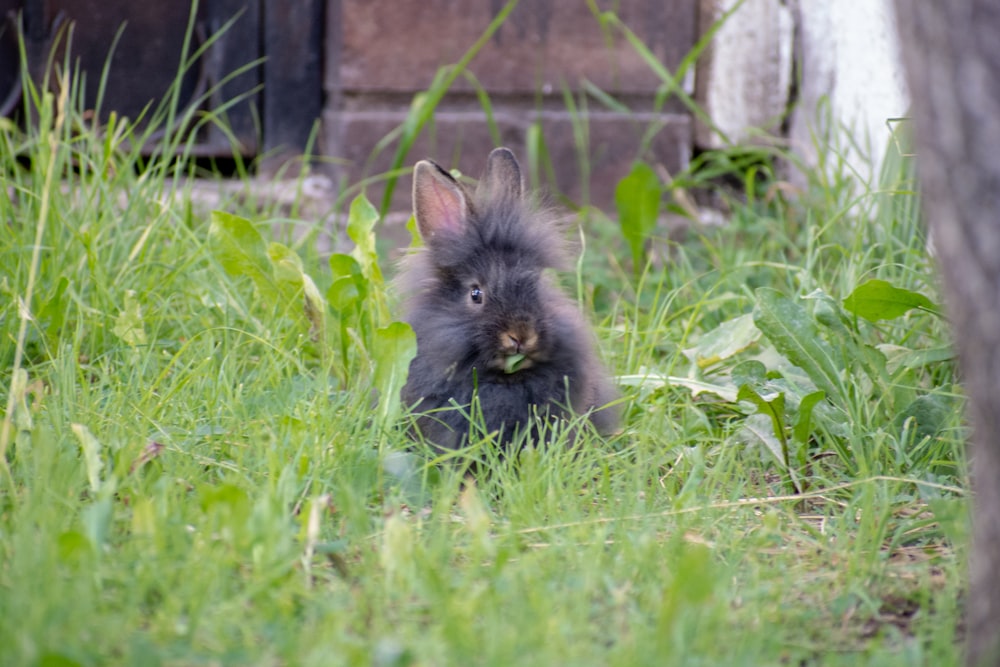 black rabbit on green grass during daytime