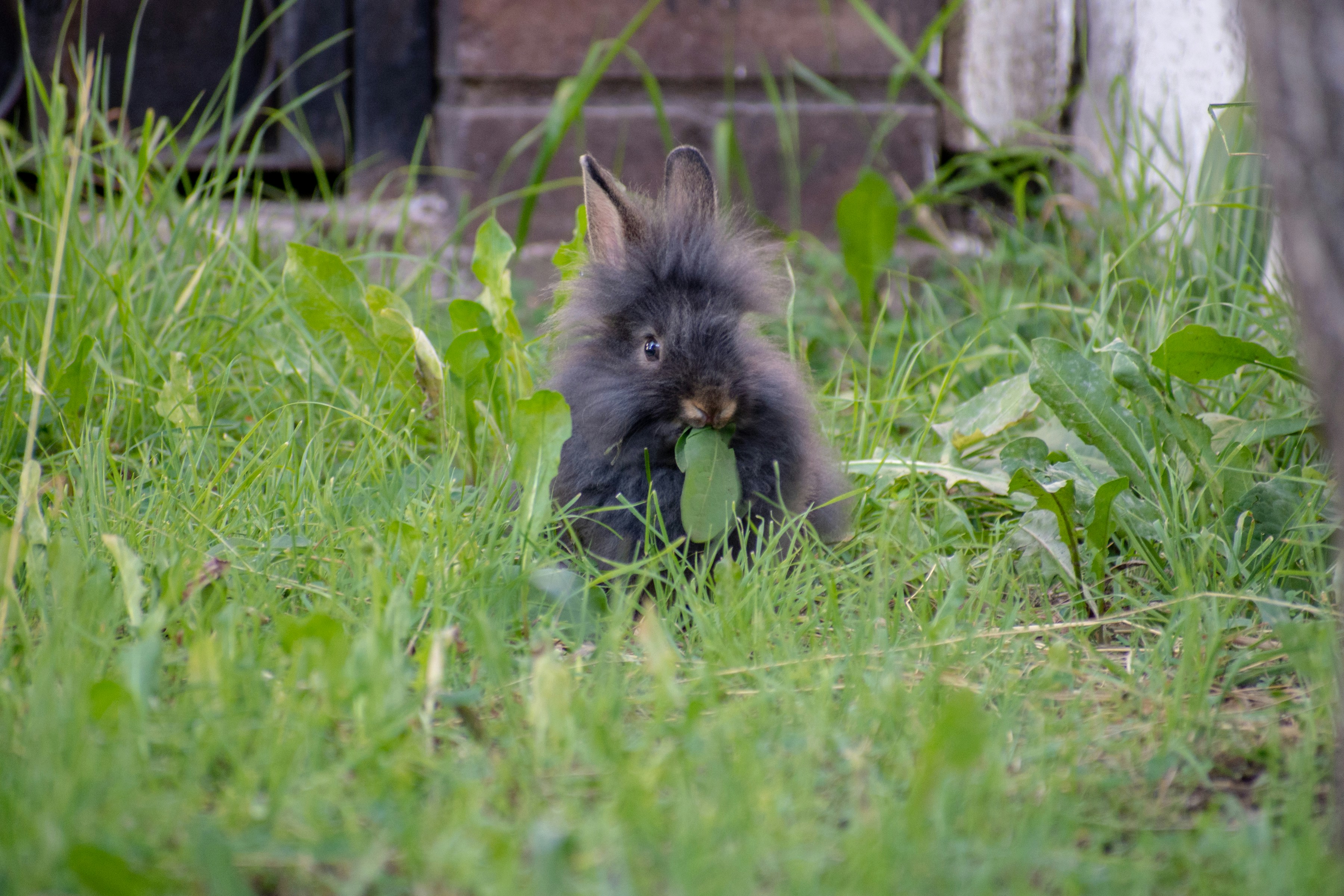 Rabbit enjoying dandelion greens
