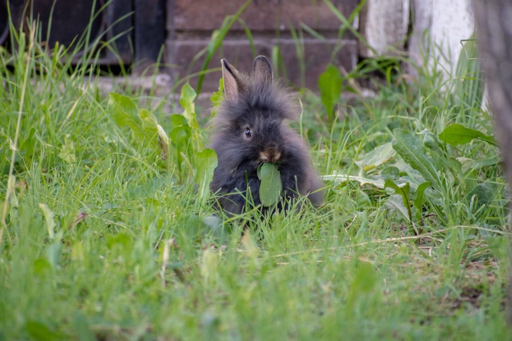 Schwarze Katze tagsüber auf grünem Gras