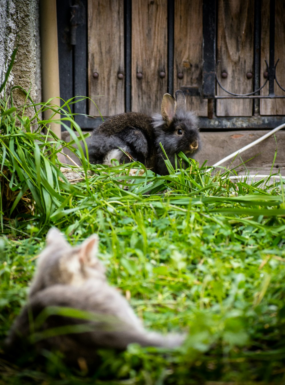 two brown and black rabbit on green grass during daytime