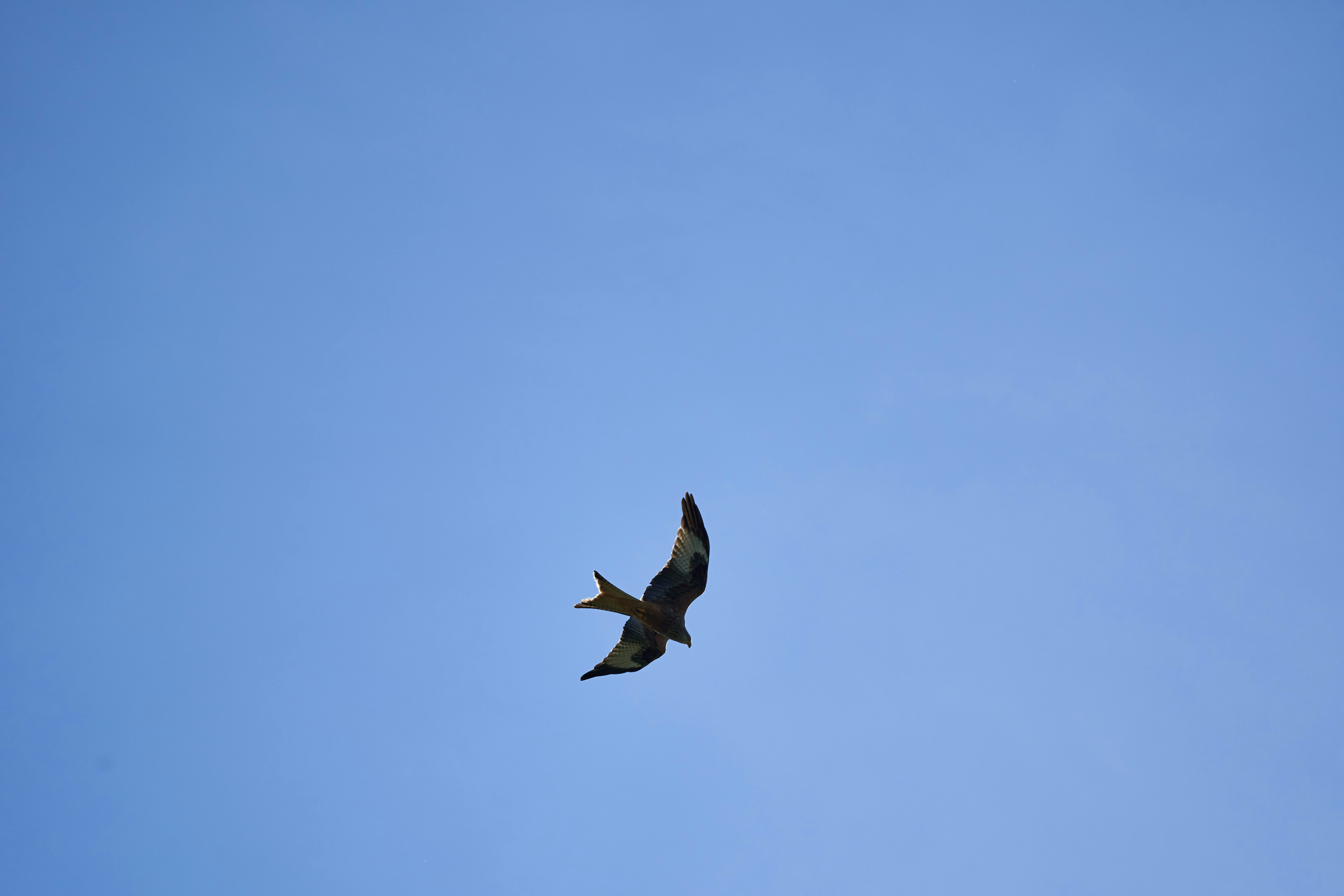 Photo by wolfgang_hasselmann