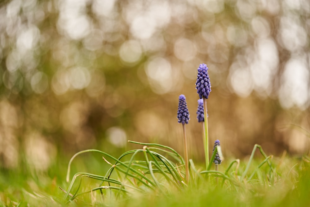 purple flower in green grass field