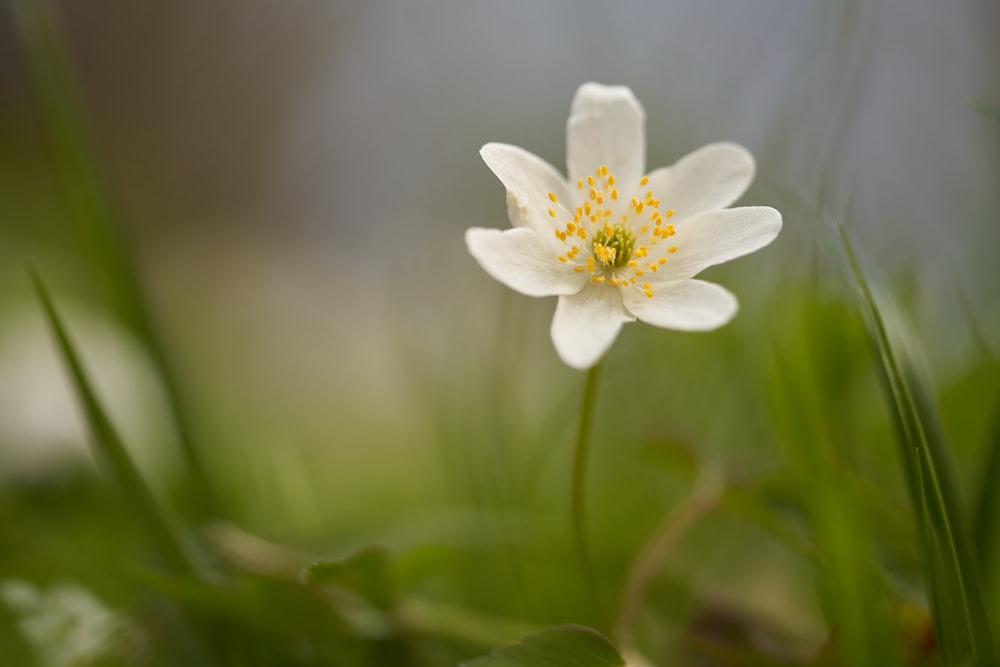 white flower in tilt shift lens