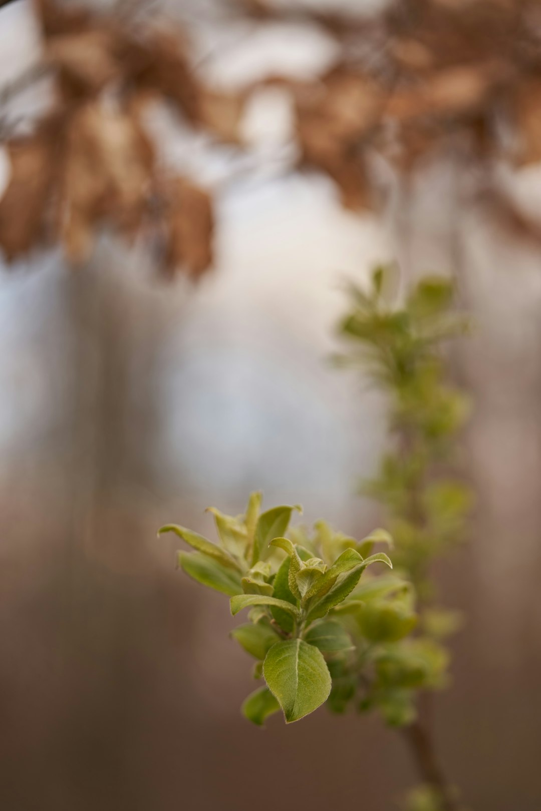 green plant in tilt shift lens