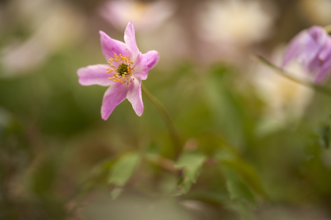 purple flower in tilt shift lens