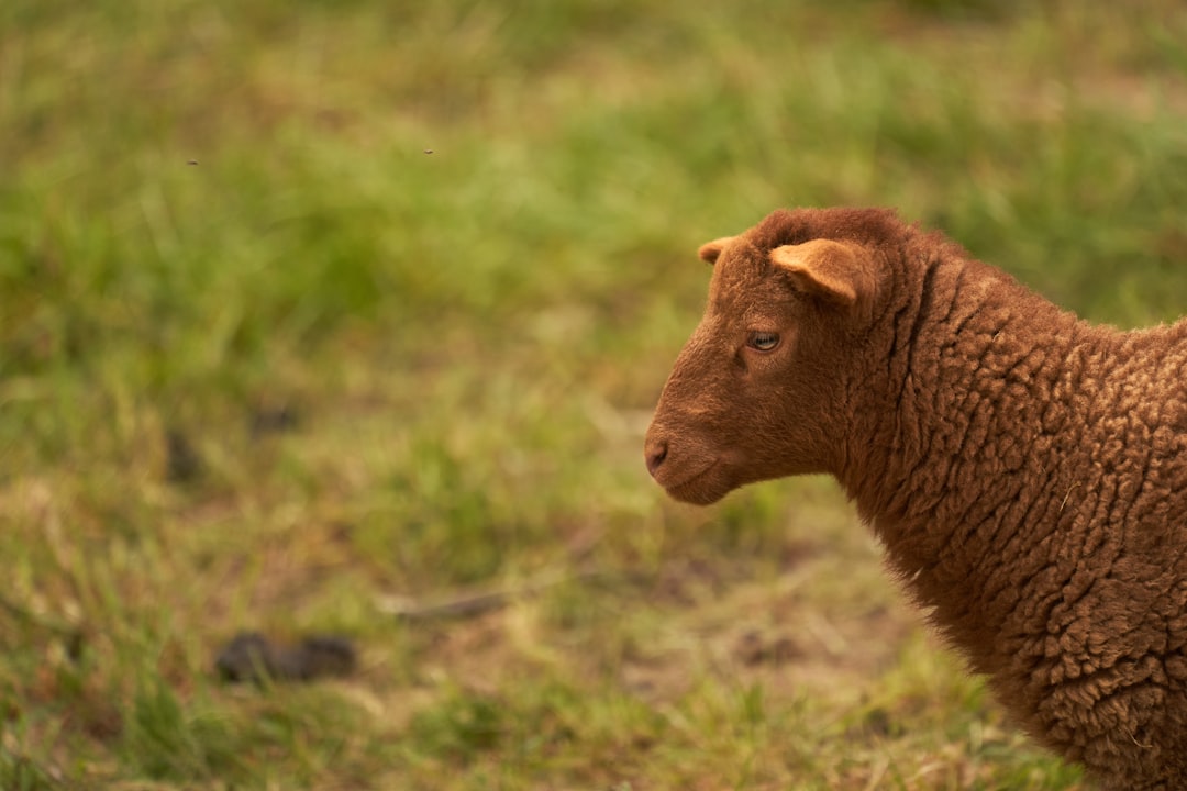 brown animal on green grass during daytime