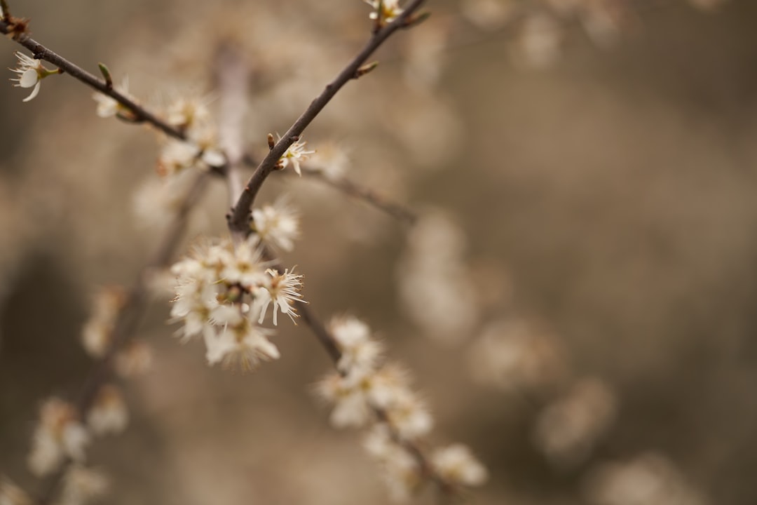 white flower in tilt shift lens