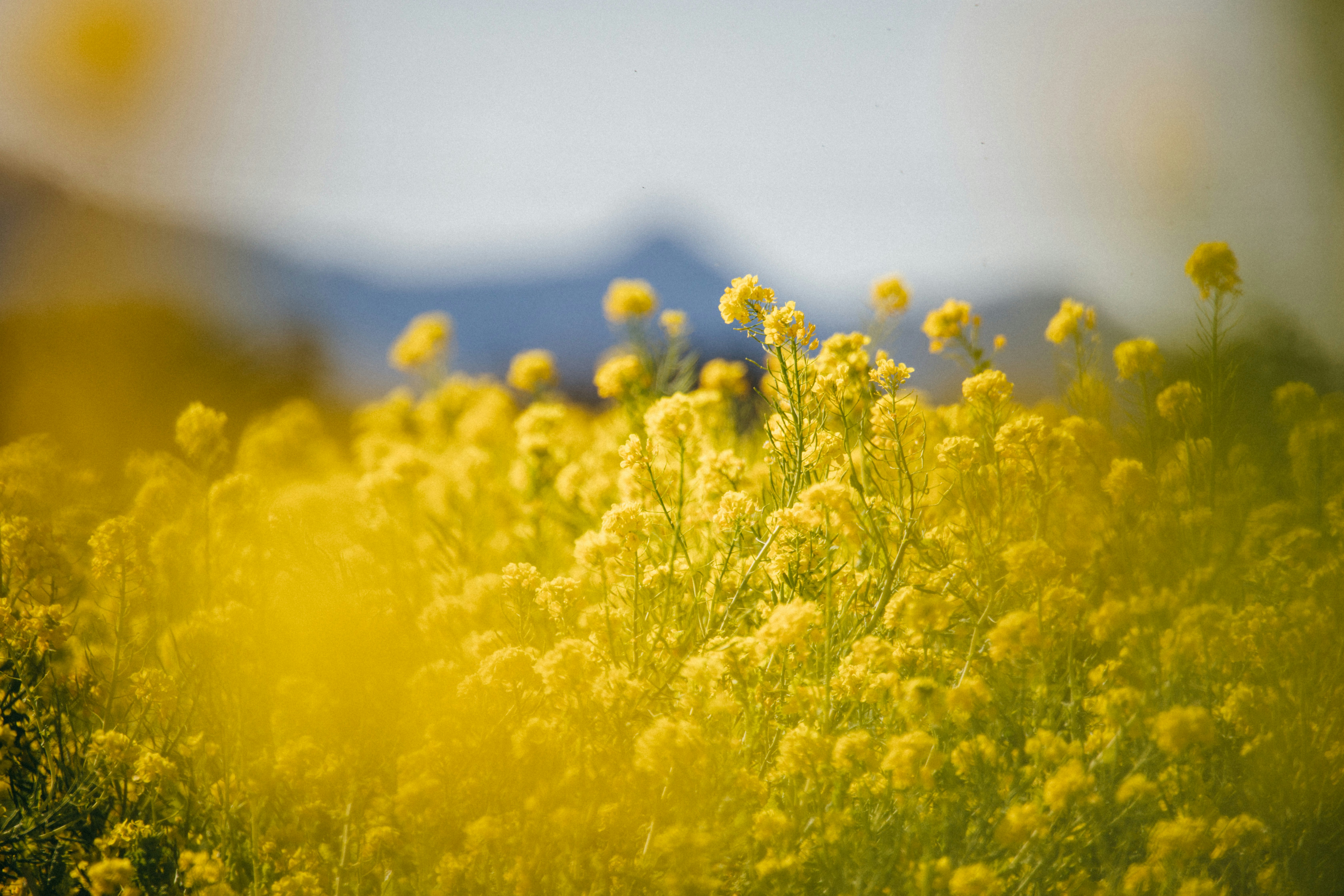 Photo by tsuyoshikozu