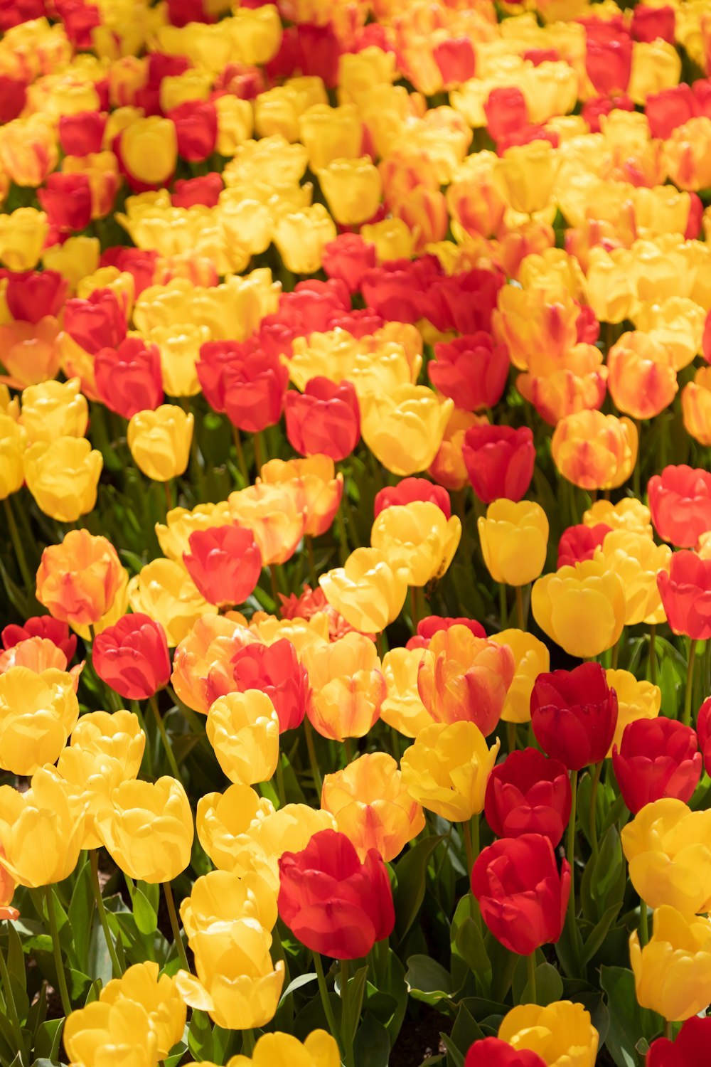 yellow and red flower petals