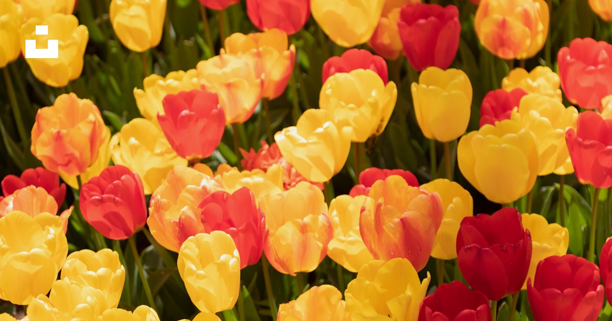 Pétales de fleurs jaunes et rouges photo – Image gratuite de Planter ...