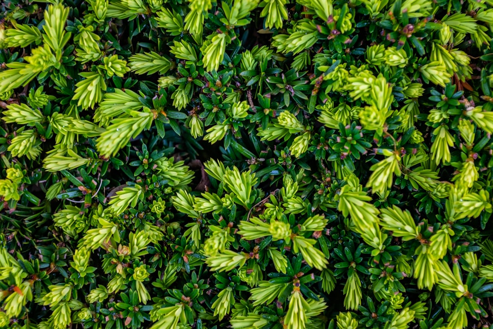 green leaves plant during daytime