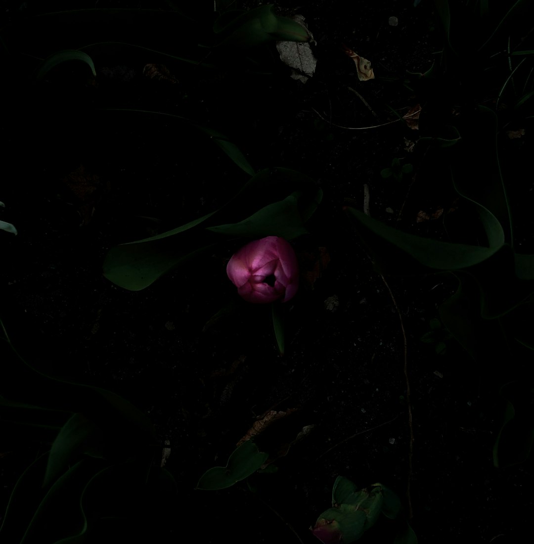 pink rose in bloom during nighttime