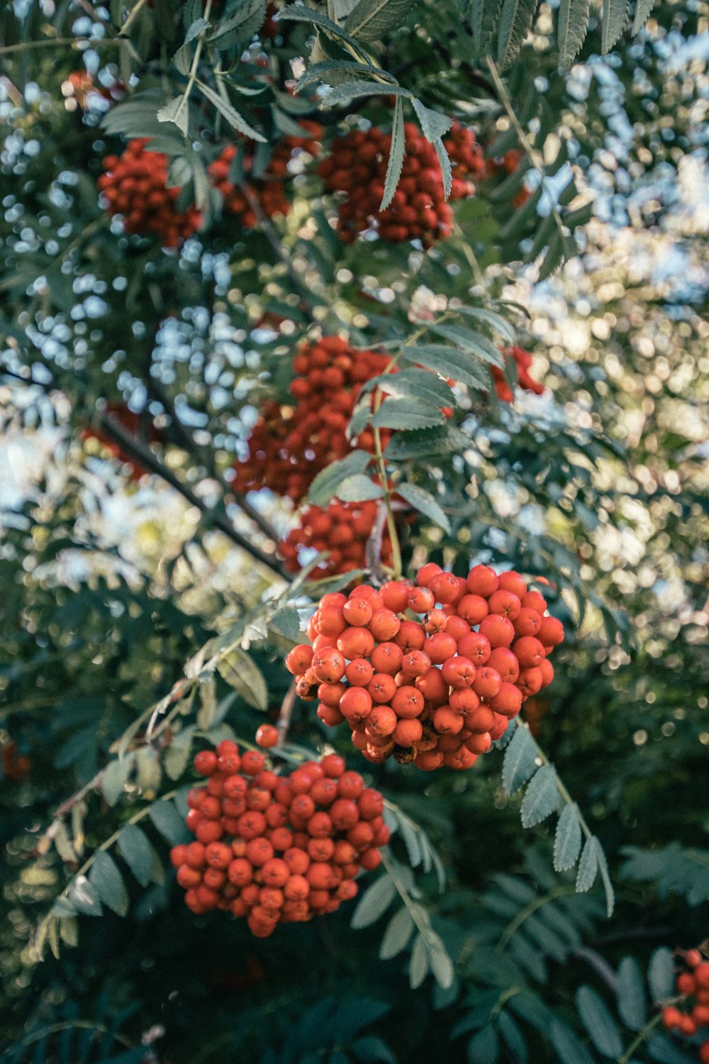 orange round fruits on tree during daytime