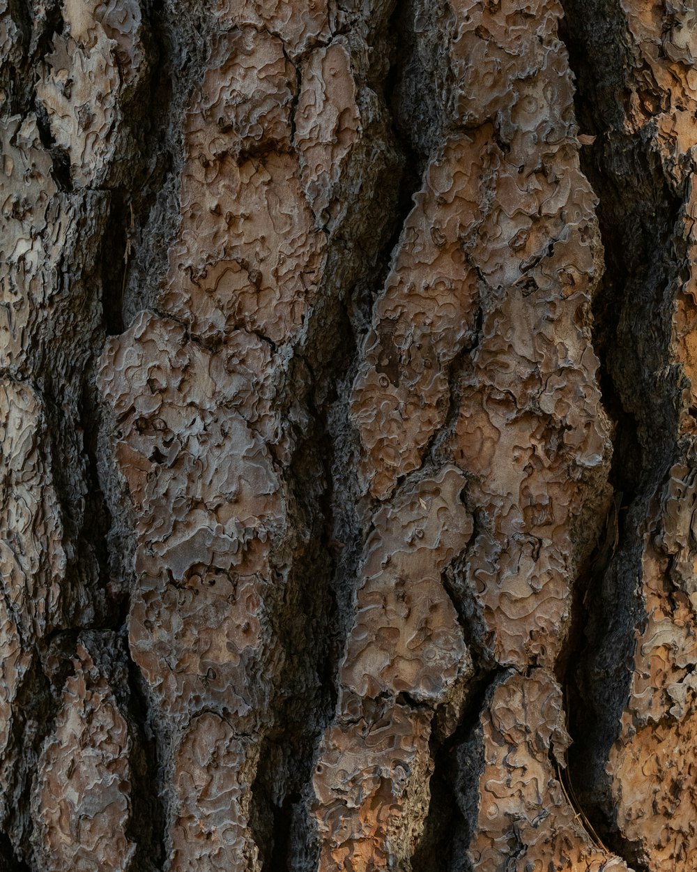 brown and black rock formation