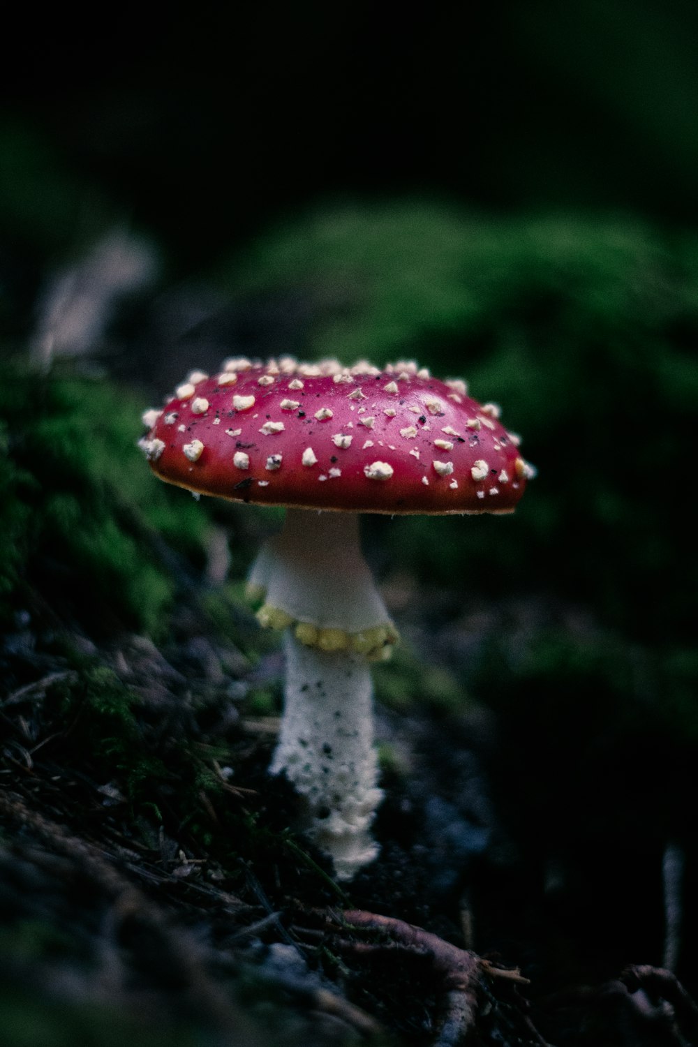 red and white mushroom in close up photography