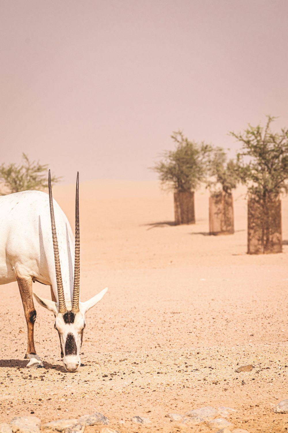 white animal walking on brown sand during daytime