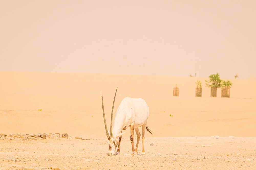 white horse on brown sand during daytime