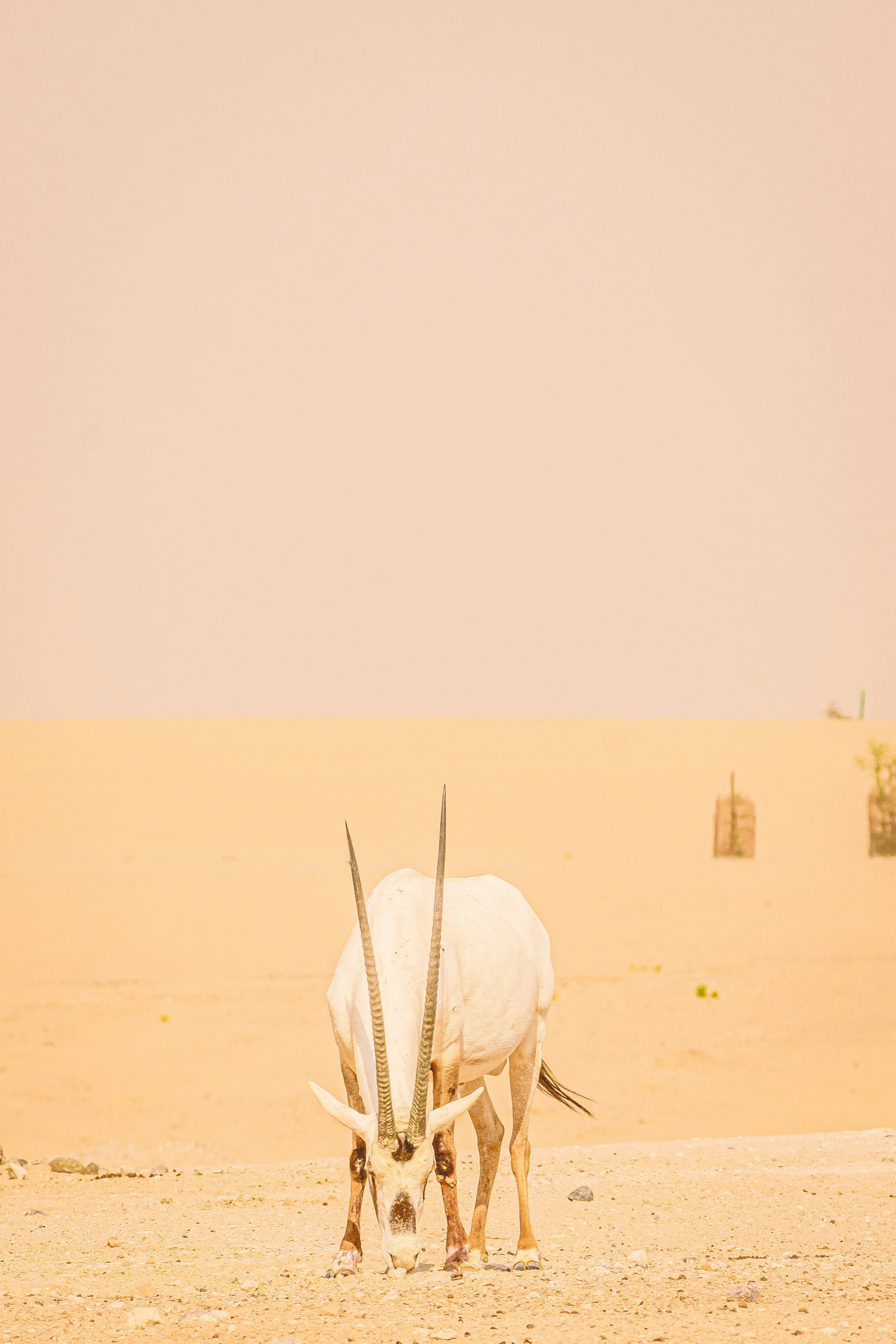 white animal skull on brown sand during daytime