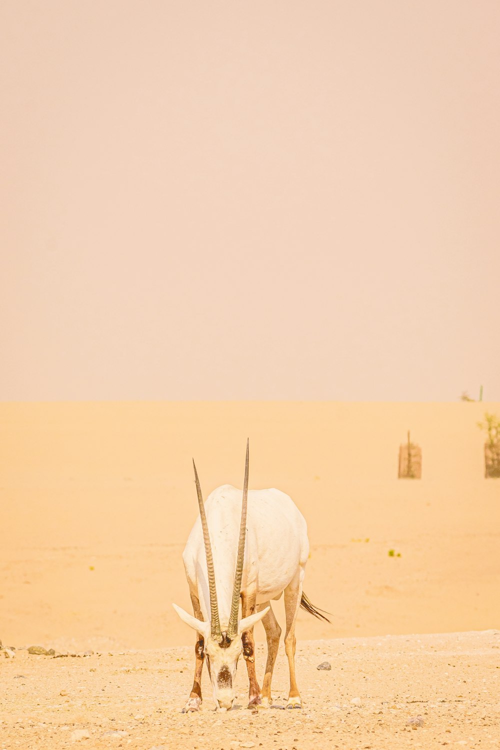 weißer Tierschädel tagsüber auf braunem Sand