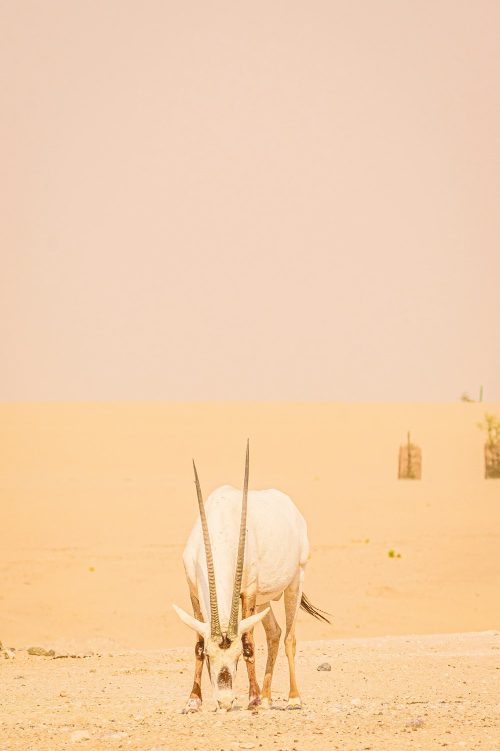 white animal skull on brown sand during daytime