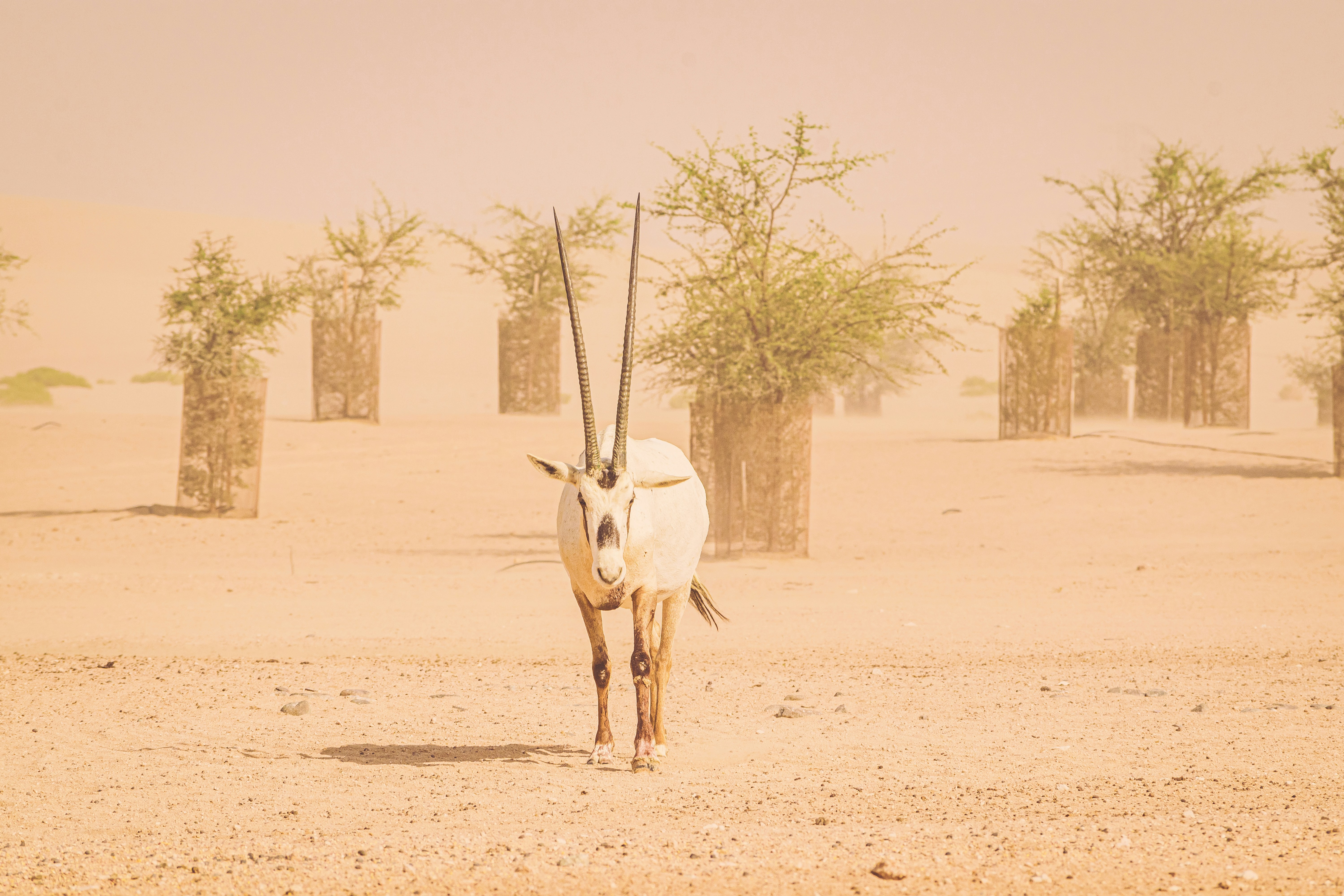 white deer walking on brown sand during daytime