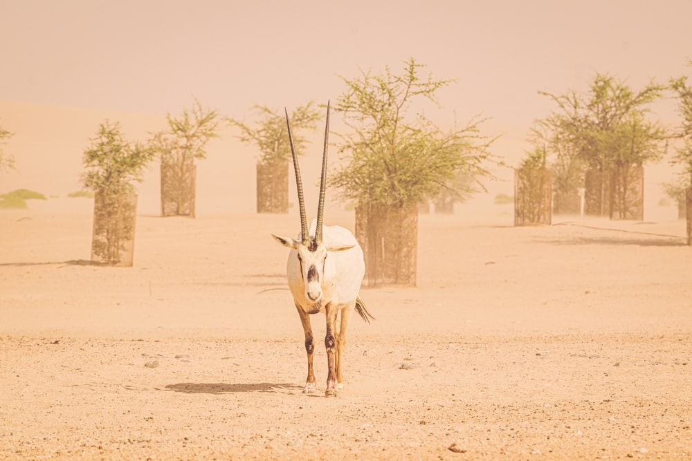 white deer walking on brown sand during daytime