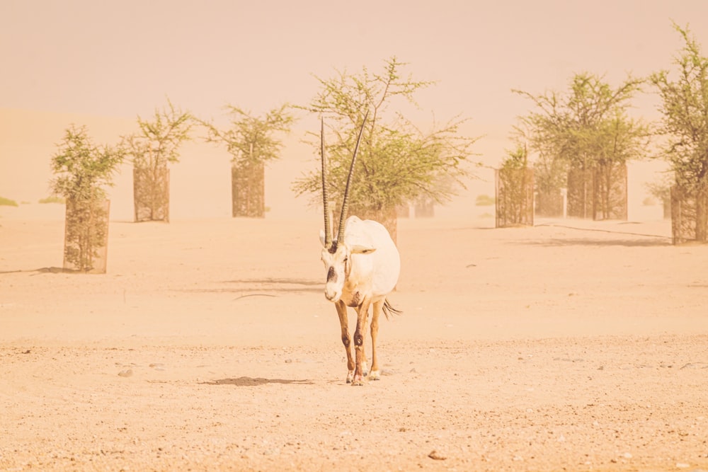 white and brown deer on brown sand during daytime