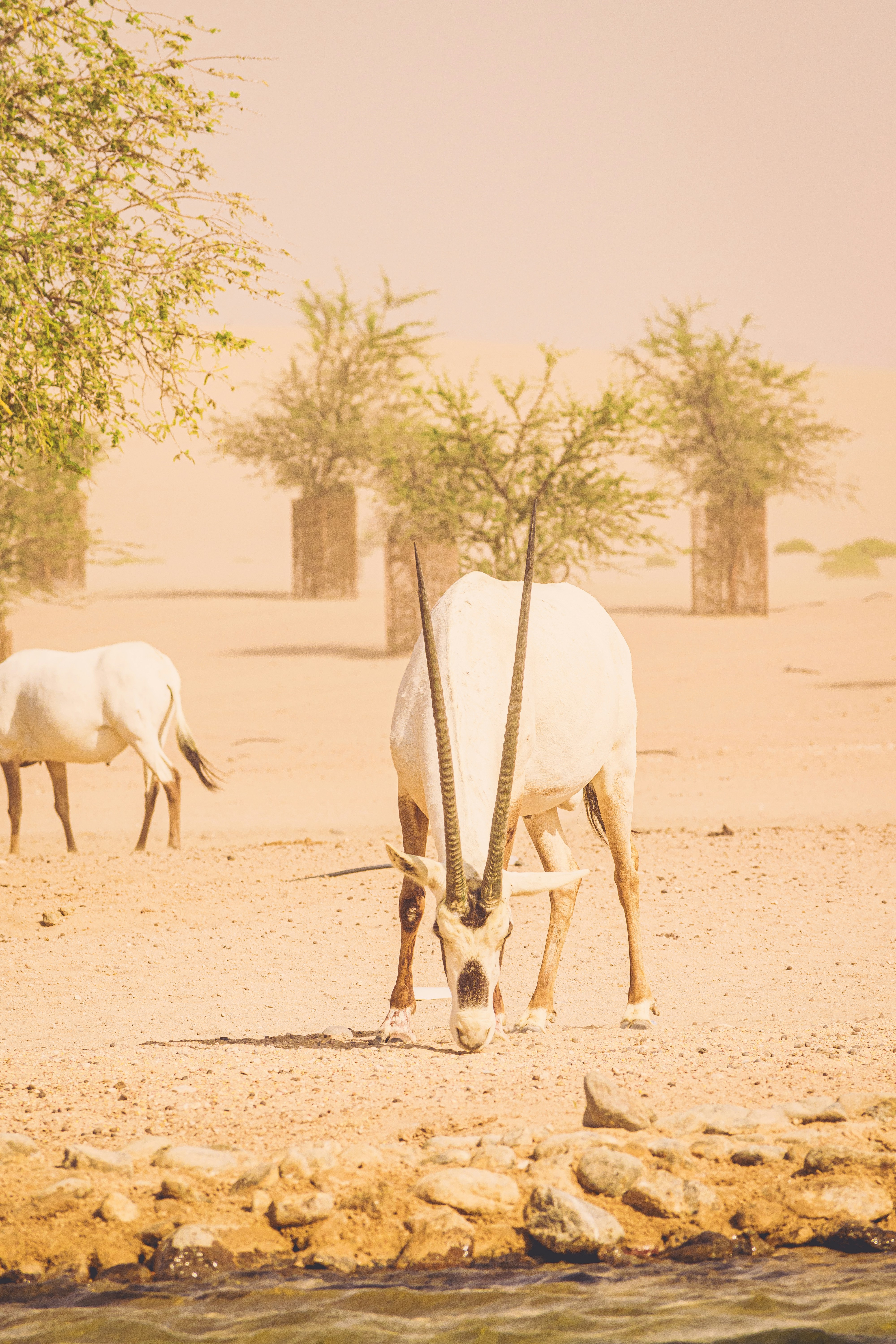 Arabian Oryx in the Arabian Desert.