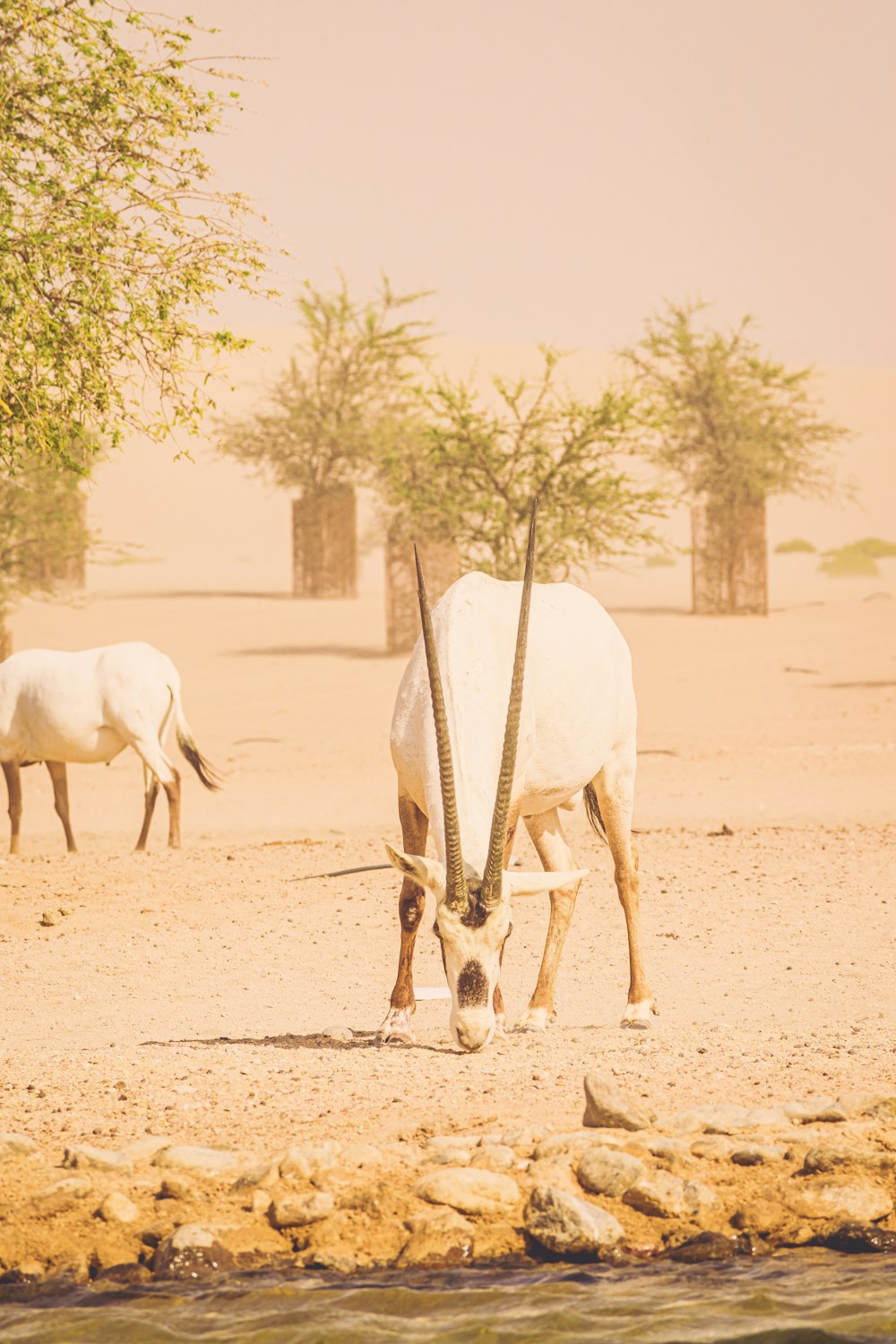 white deer on brown sand during daytime