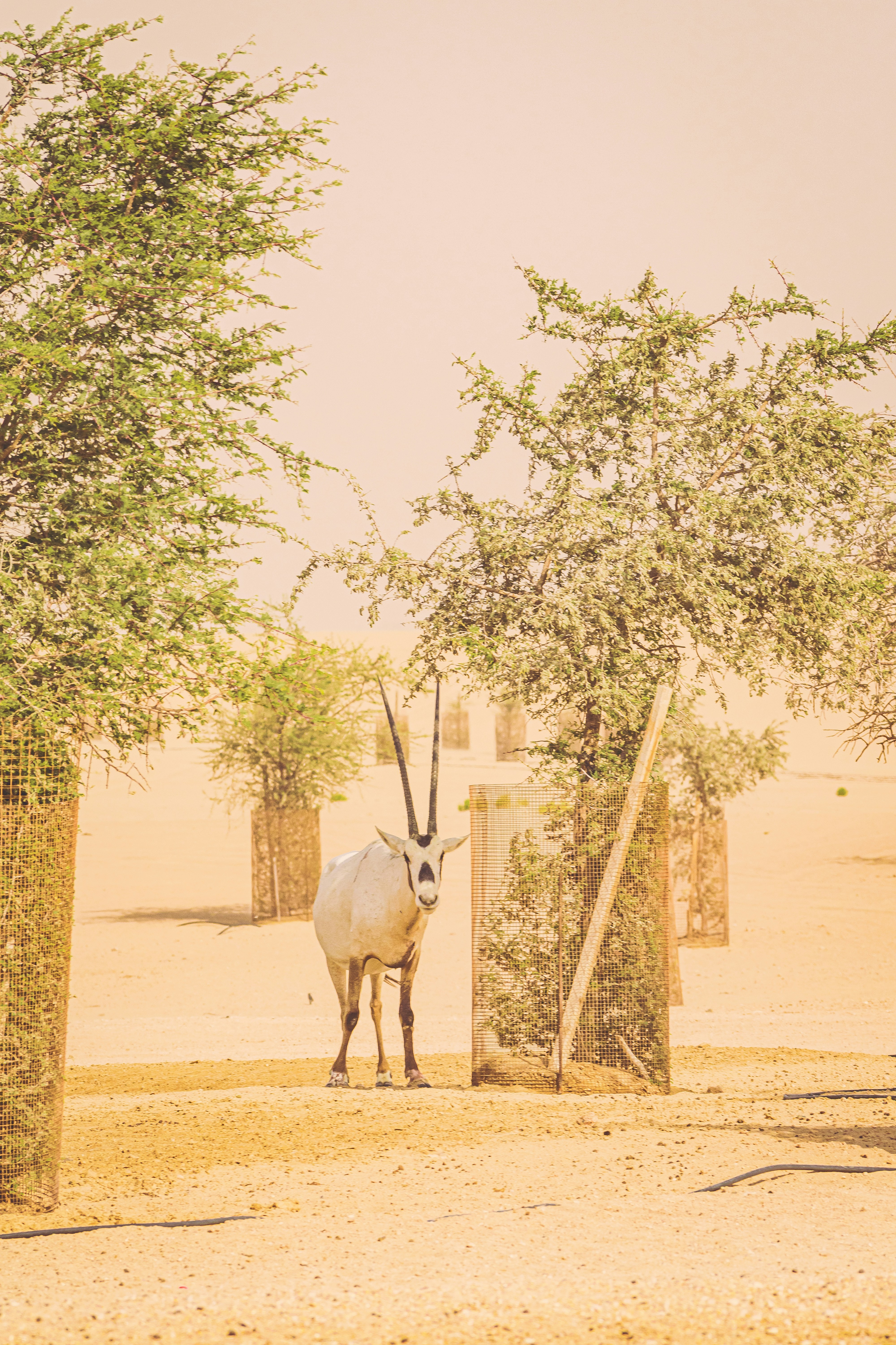 white deer standing on brown sand during daytime