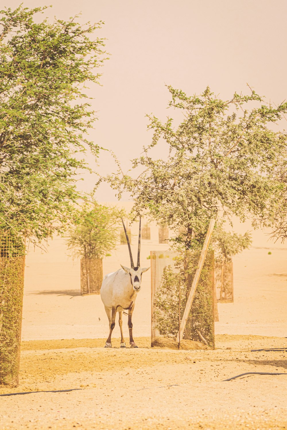 white deer standing on brown sand during daytime