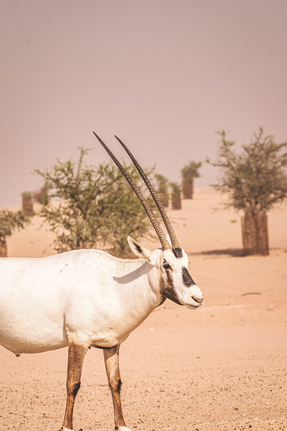 white and black animal on brown sand during daytime